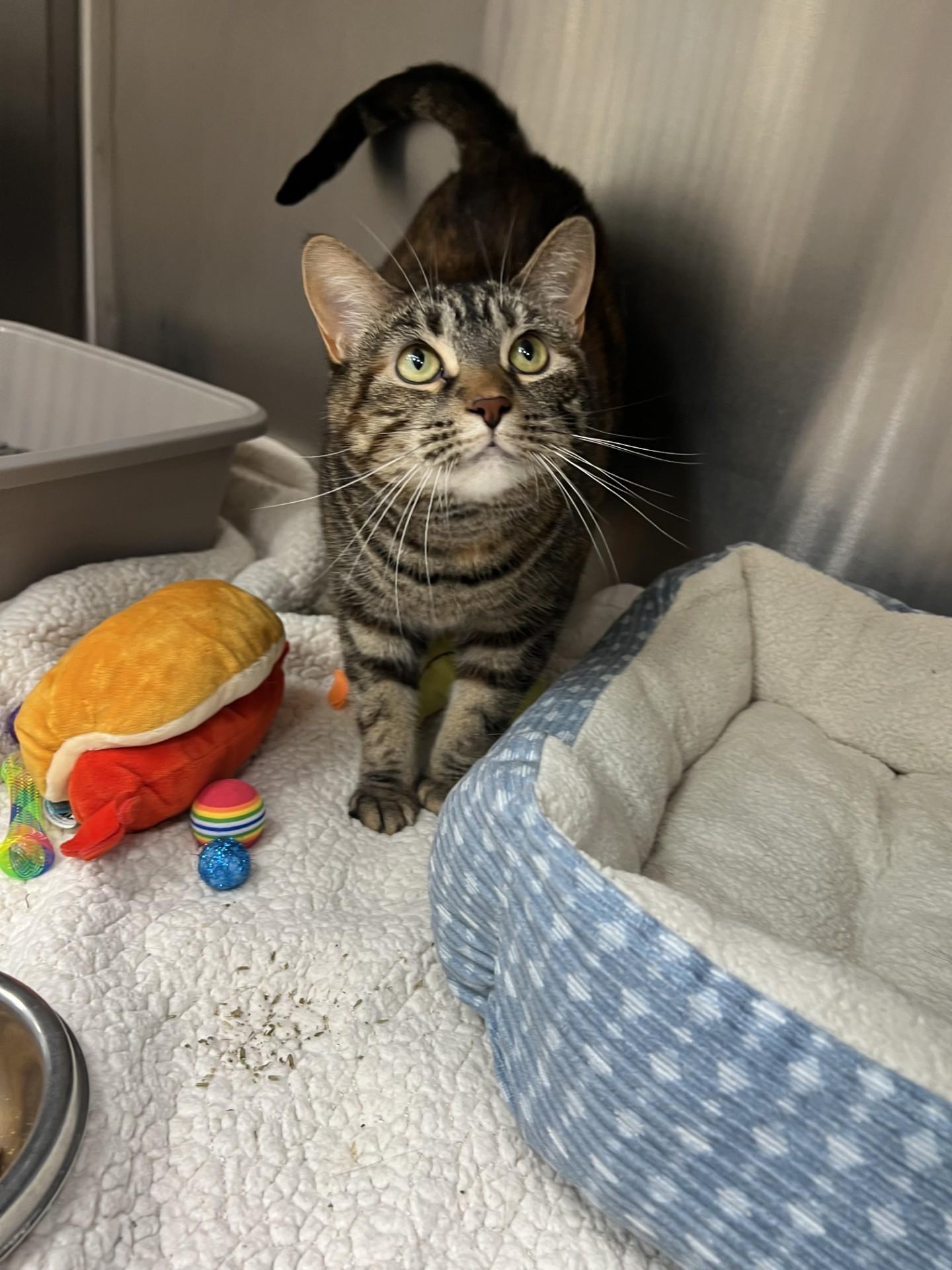 Bunny, a ADOPTABLE Domestic Short Hair in Yorkville, IL image 3/5