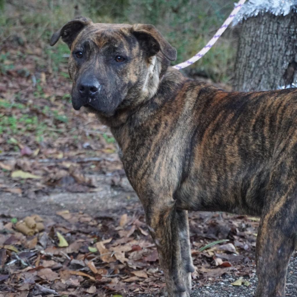 Daisy, a Adoptable mixed breed in Monroeville, AL image 1/2