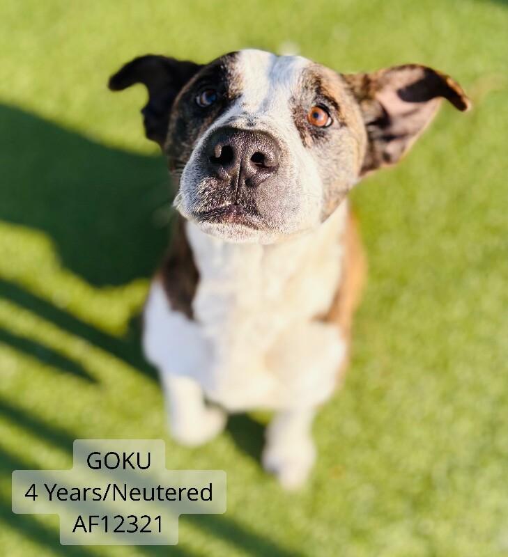 Goku, a Adoptable Pit Bull Terrier in Supply, NC image 1/4