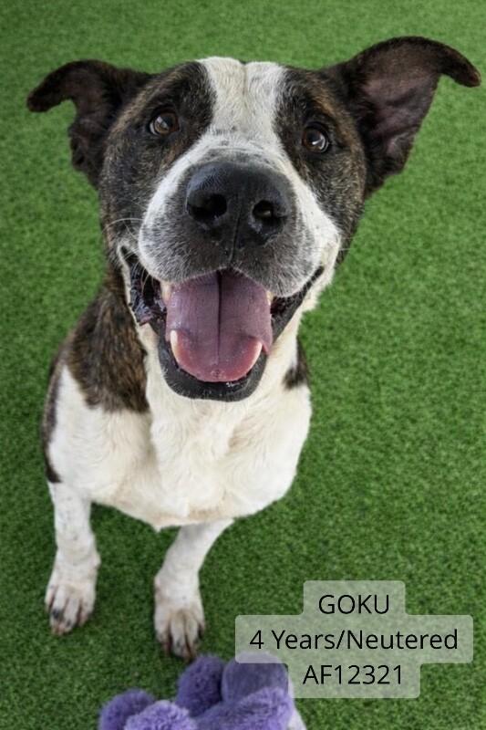 Goku, a Adoptable Pit Bull Terrier in Supply, NC image 2/4