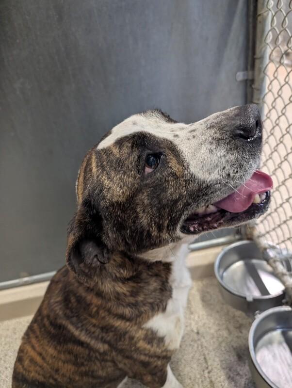 Goku, a Adoptable Pit Bull Terrier in Supply, NC image 3/4