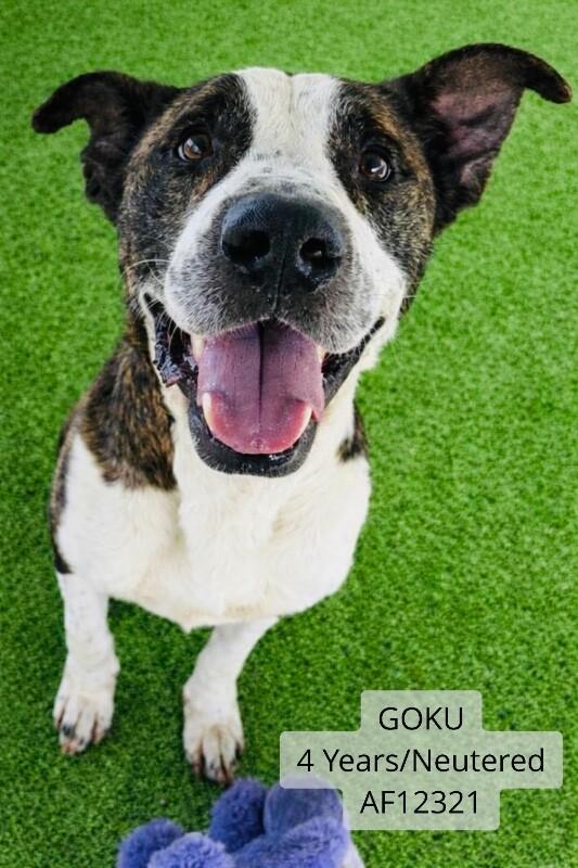 Goku, a Adoptable Pit Bull Terrier in Supply, NC image 4/4