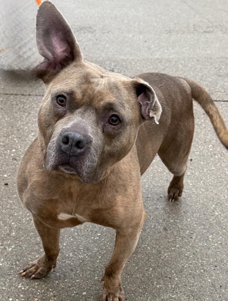 AC Cleo, Adoptable, Adult Female Pit Bull Terrier.