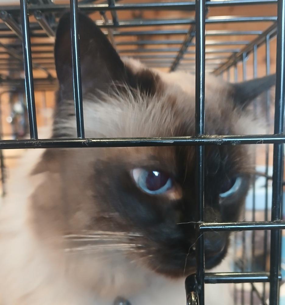 98826, adopted, Senior Female Ragdoll & Balinese.