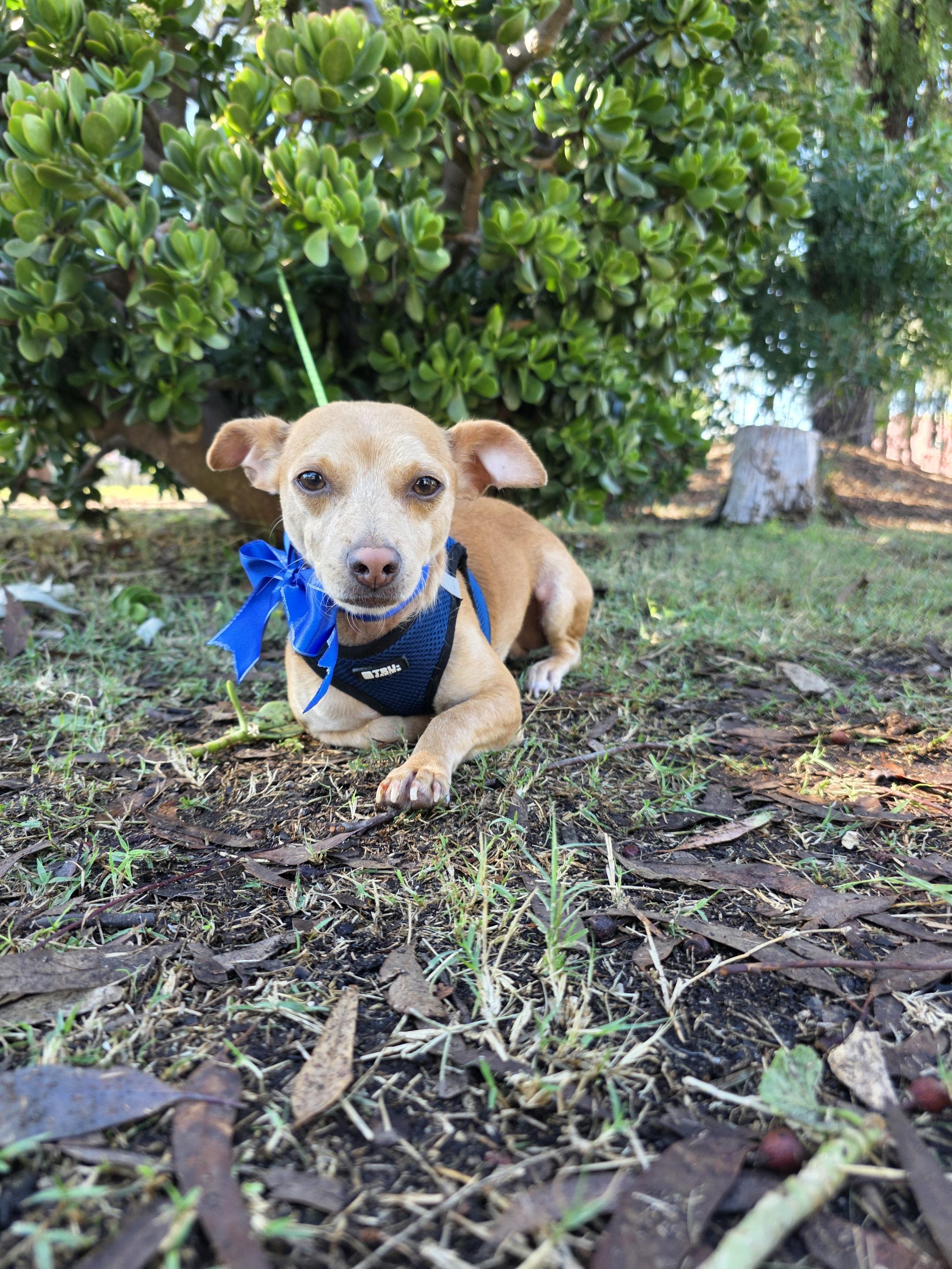 Ben, an adopted mixed breed in Lacey , WA image 2/6