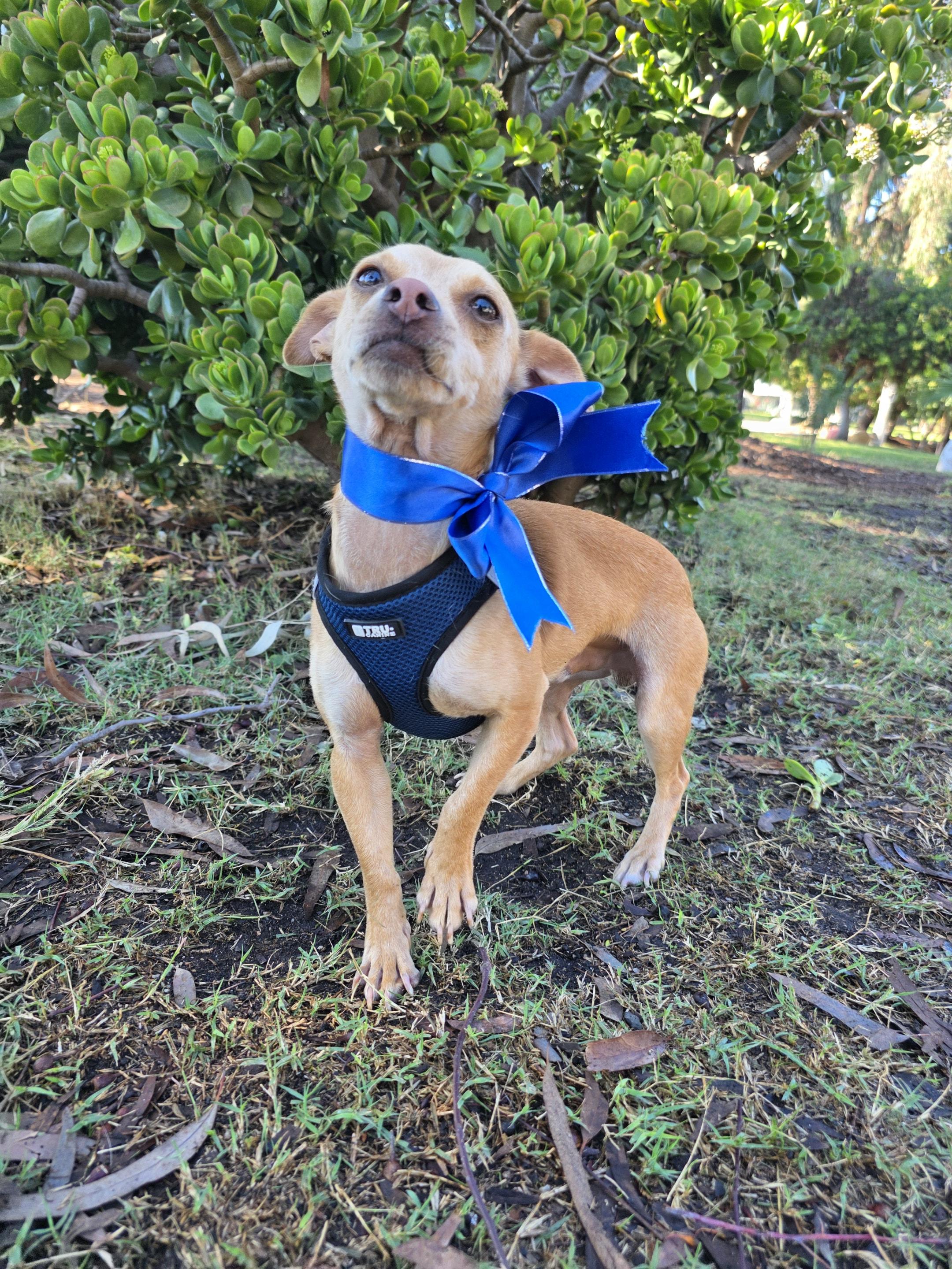 Ben, adopted, Young Male Chihuahua & Terrier.