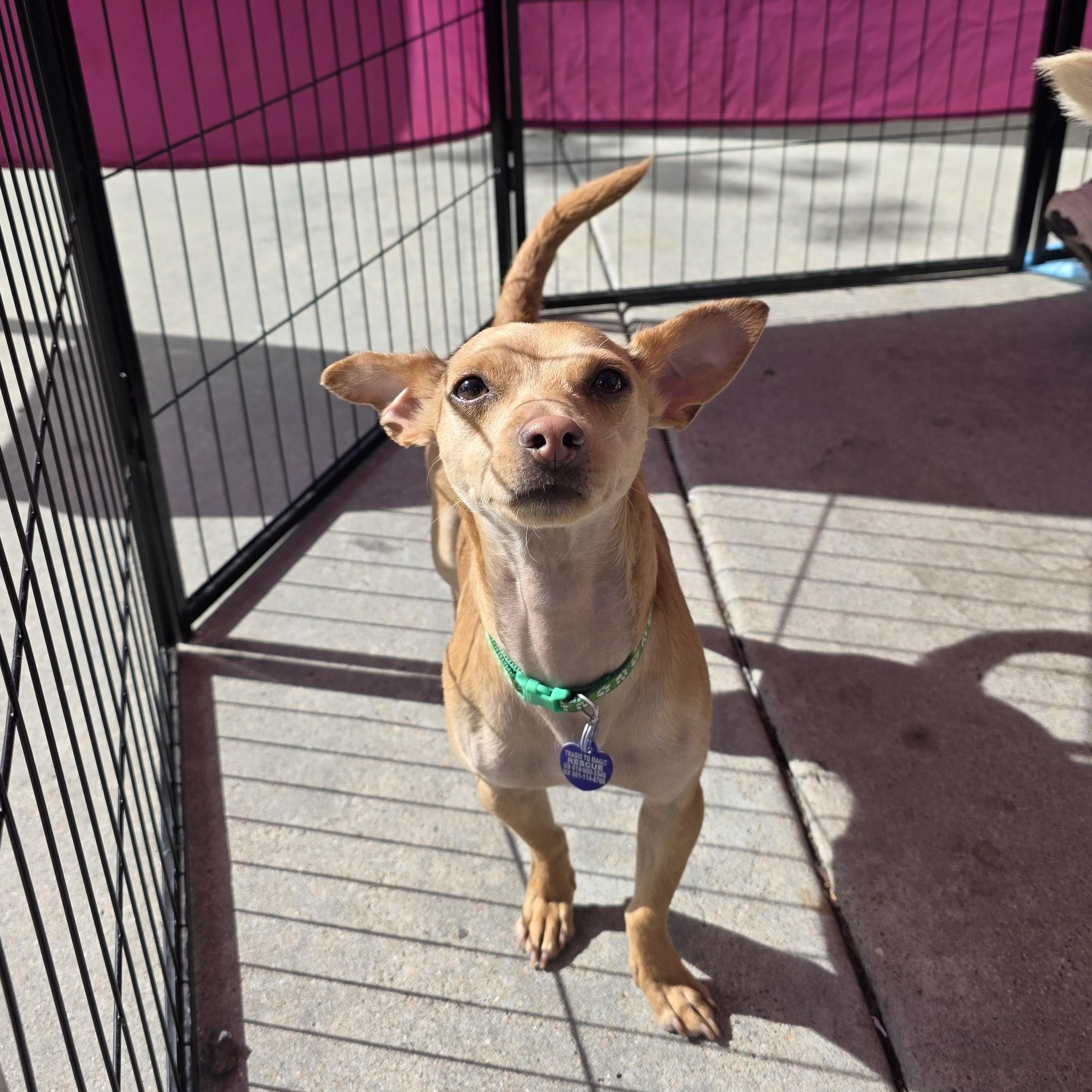 Ben, an adopted mixed breed in Lacey , WA image 3/6