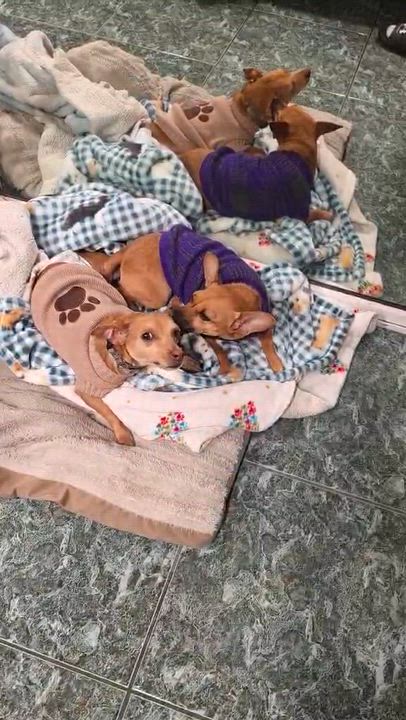 Enlarge Ben, an adopted mixed breed in Lacey , WA video 4/6