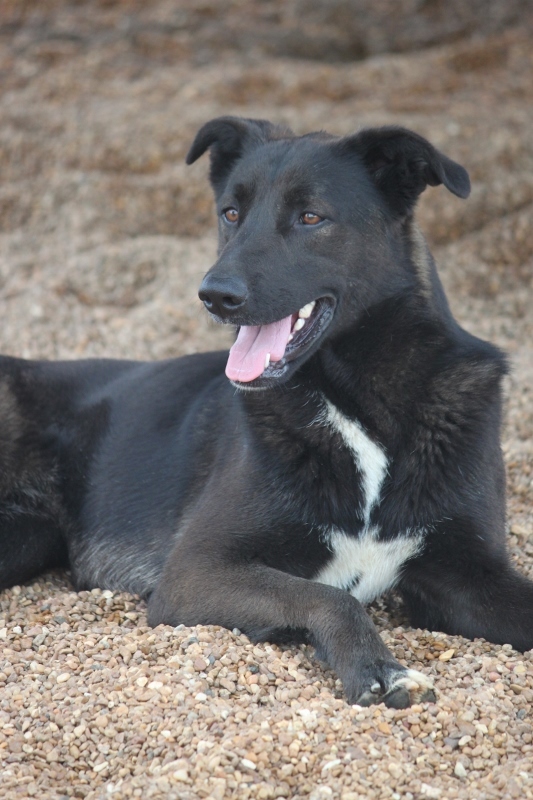 Enlarge Salem NH, a Adoptable mixed breed in Wynne, AR image 3/4