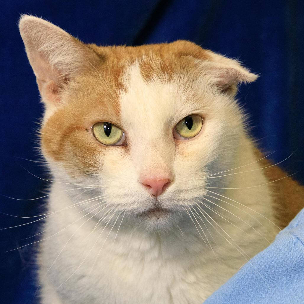 Appt. Pending - Orion