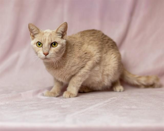 BRIVRA, Adoptable, Young Female Domestic Short Hair.