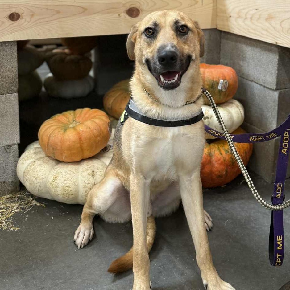 Enlarge DUKE LOW ADOPTION FEE , a Adoptable mixed breed in Dallas, TX image 5/5