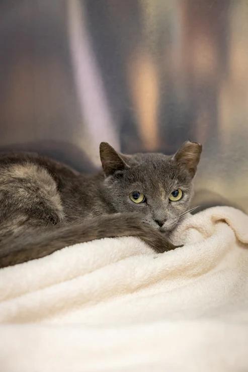 Enlarge Yolk, a Adoptable Domestic Short Hair in Hamilton, ON image 2/3