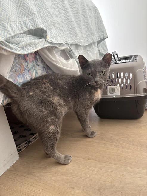 Enlarge Yolk, a Adoptable Domestic Short Hair in Hamilton, ON image 3/3