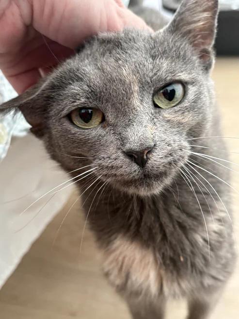 Enlarge Yolk, a Adoptable Domestic Short Hair in Hamilton, ON image 1/3