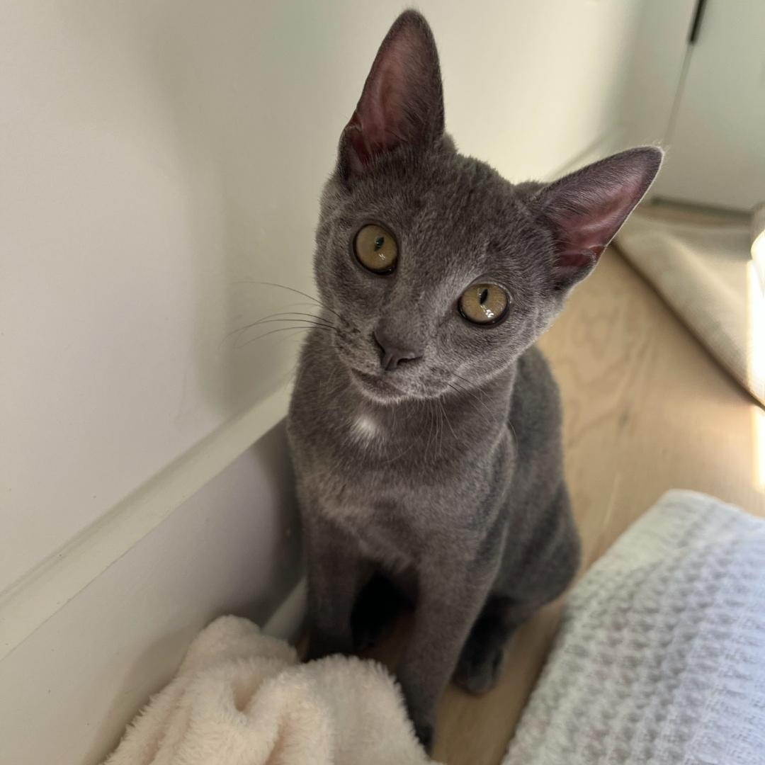 Enlarge Opal, a Adopted Domestic Short Hair in Smyrna, GA image 1/6