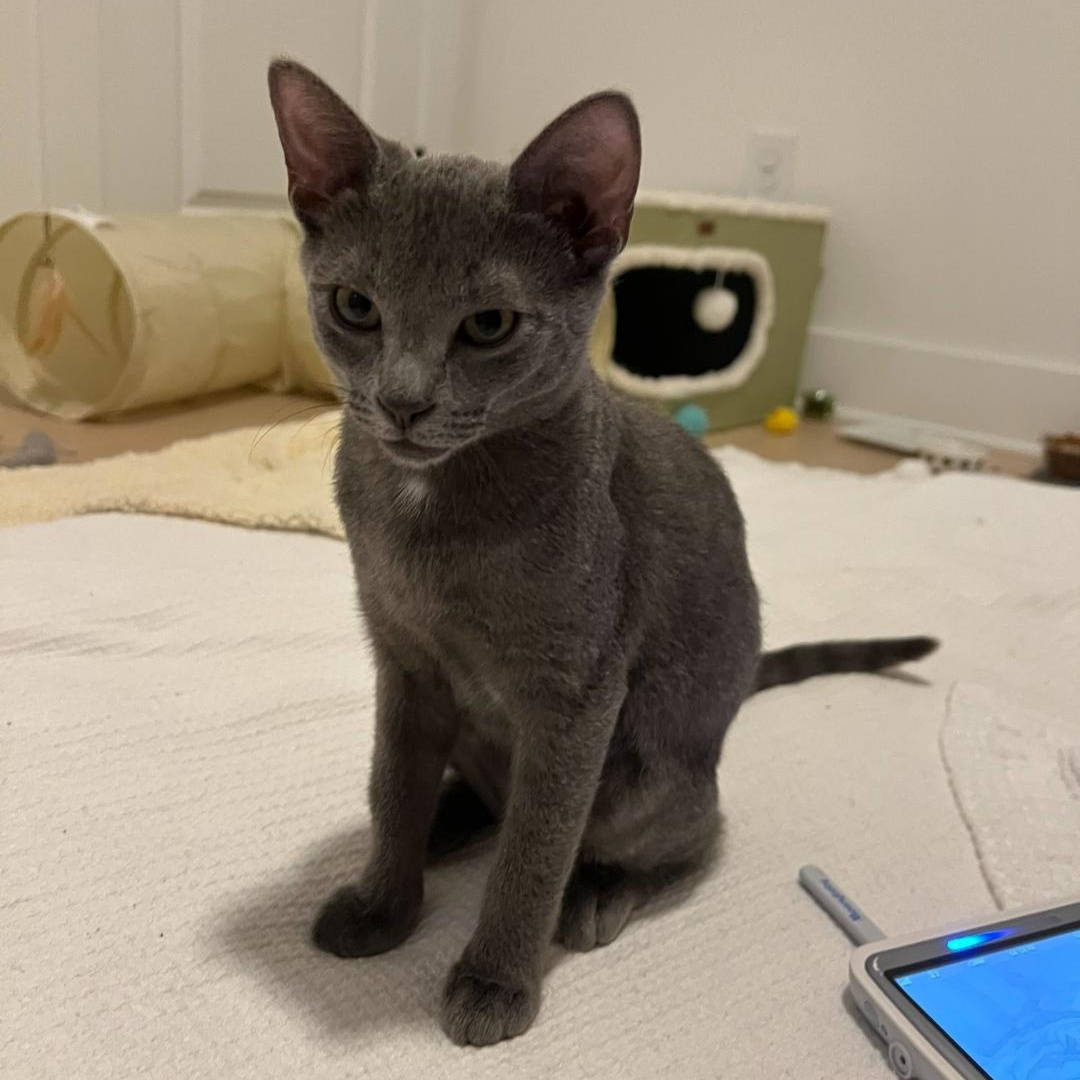 Enlarge Opal, a Adopted Domestic Short Hair in Smyrna, GA image 3/6