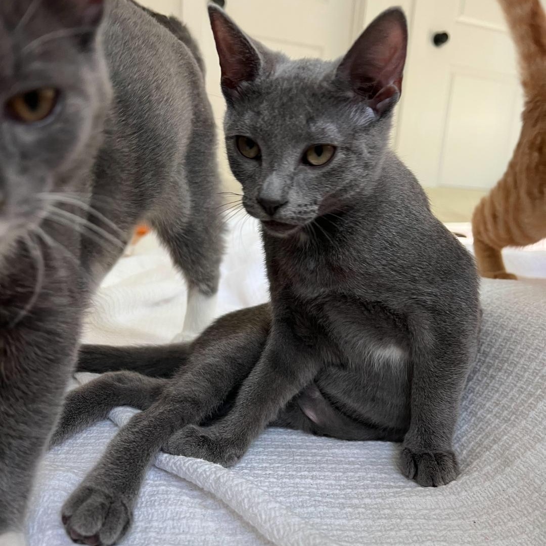 Enlarge Opal, a Adopted Domestic Short Hair in Smyrna, GA image 4/6