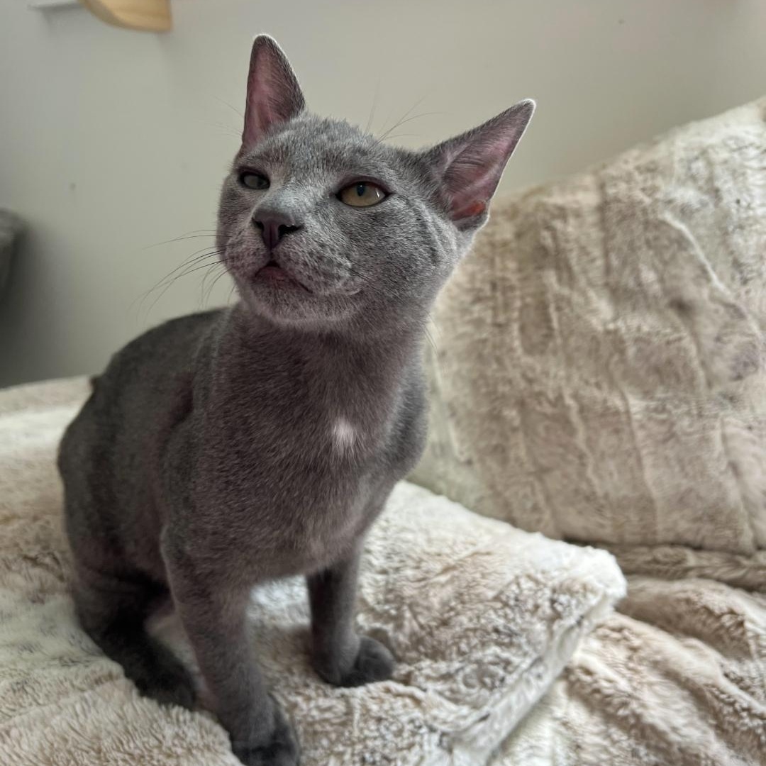 Enlarge Opal, a Adopted Domestic Short Hair in Smyrna, GA image 5/6