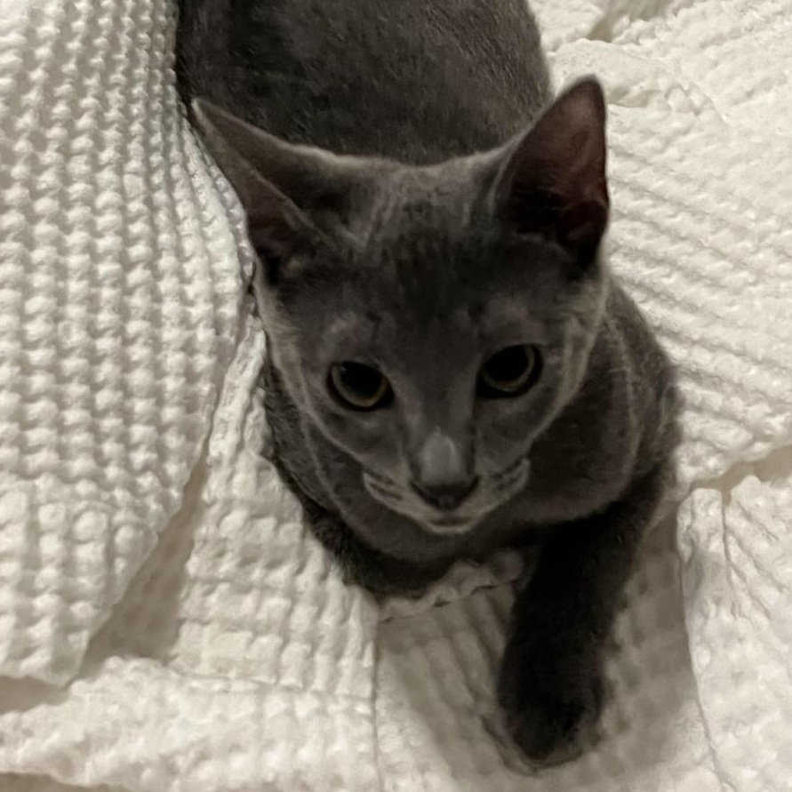 Enlarge Opal, a Adopted Domestic Short Hair in Smyrna, GA image 6/6