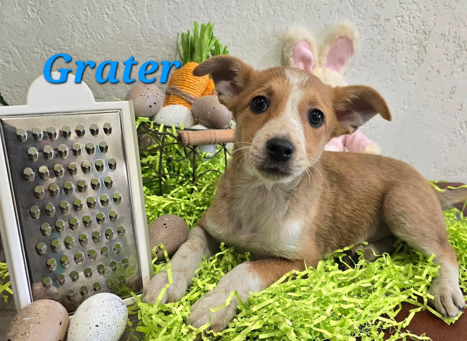 Grater, Adoptable, Puppy Male Terrier.