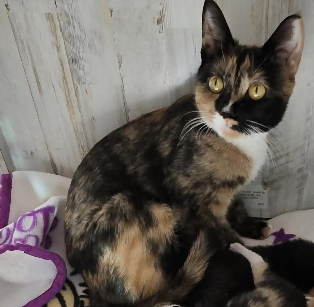 GRETA, Adopted, Adult Female Domestic Short Hair.