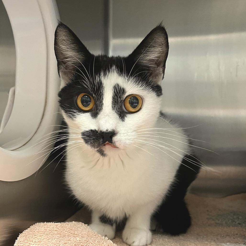 Jennifer Coolidge, Adoptable, Adult Female Domestic Short Hair.