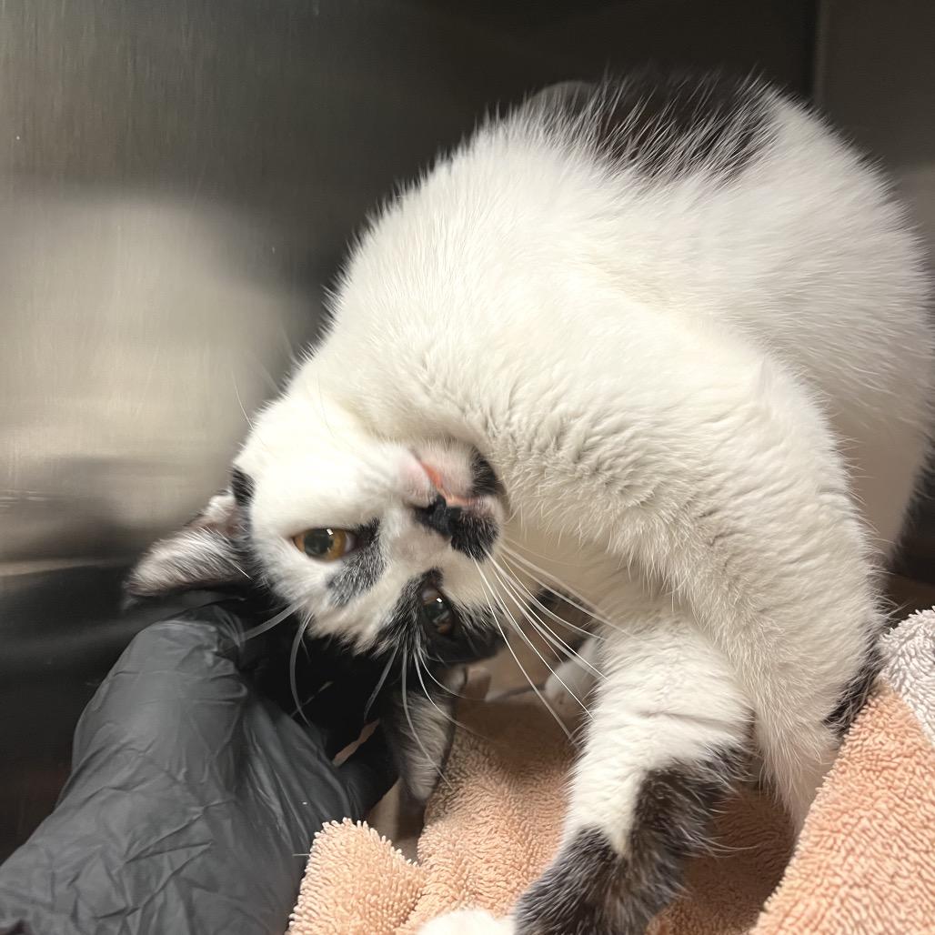 Enlarge Jennifer Coolidge, a Adoptable Domestic Short Hair in York, PA image 2/5