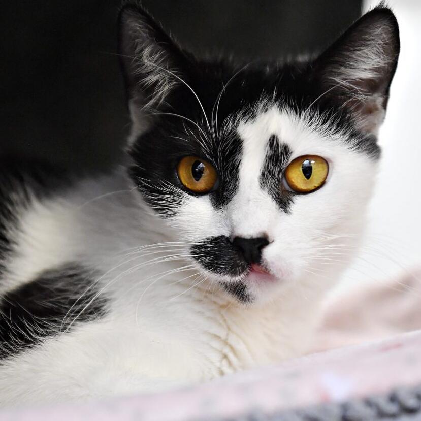 Enlarge Jennifer Coolidge, a Adoptable Domestic Short Hair in York, PA image 3/5