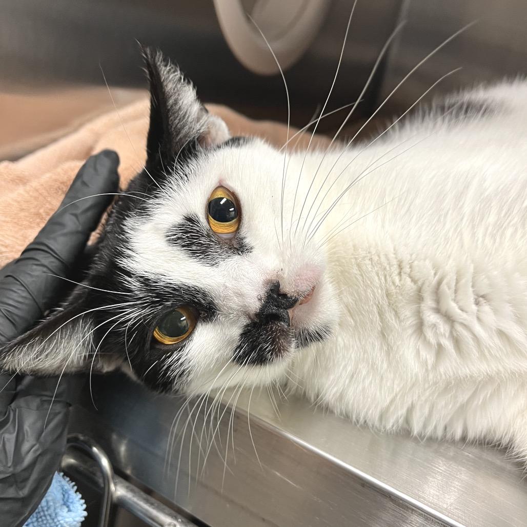 Enlarge Jennifer Coolidge, a Adoptable Domestic Short Hair in York, PA image 4/5