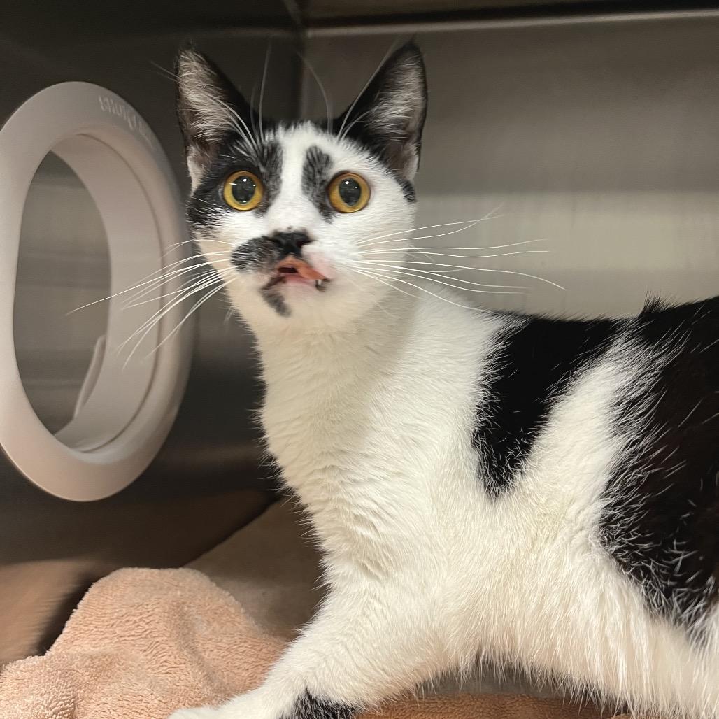 Enlarge Jennifer Coolidge, a Adoptable Domestic Short Hair in York, PA image 5/5