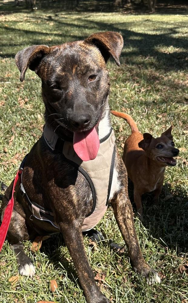 Jewels, Adoptable, Young Female Cattle Dog.