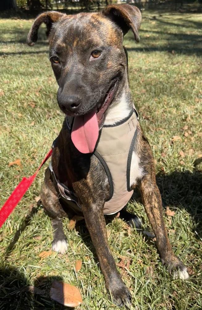 Enlarge Jewels, a Adoptable Cattle Dog in Jackson, GA image 2/6
