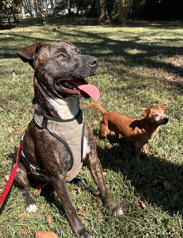 Enlarge Jewels, a Adoptable Cattle Dog in Jackson, GA image 3/6