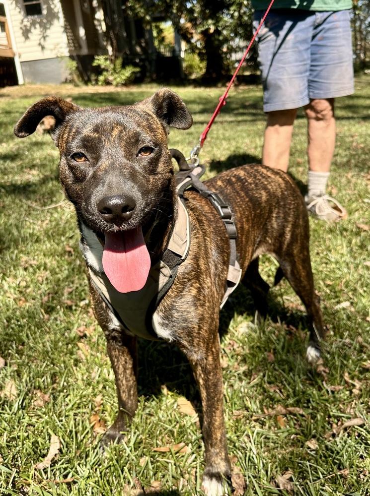 Enlarge Jewels, a Adoptable Cattle Dog in Jackson, GA image 4/6