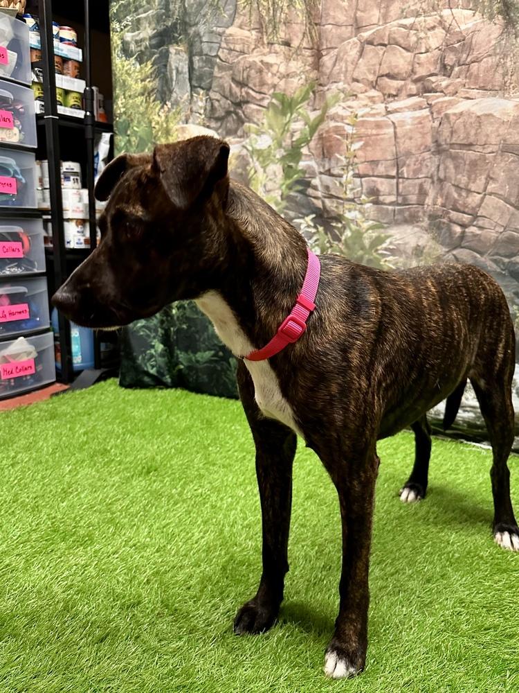 Enlarge Jewels, a Adoptable Cattle Dog in Jackson, GA image 5/6