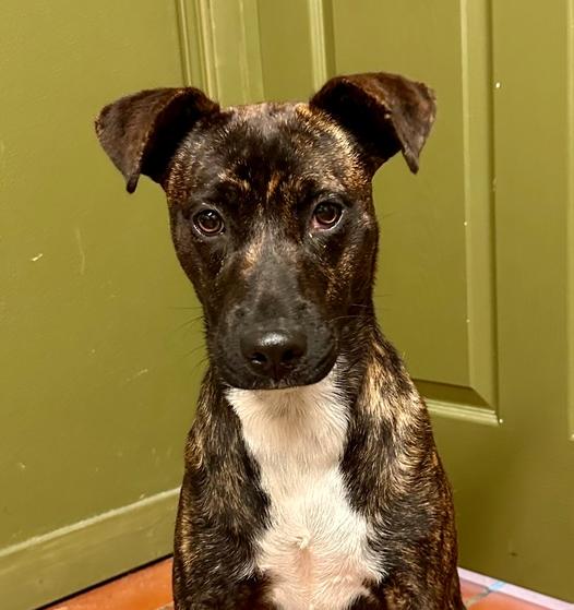 Enlarge Jewels, a Adoptable Cattle Dog in Jackson, GA image 6/6