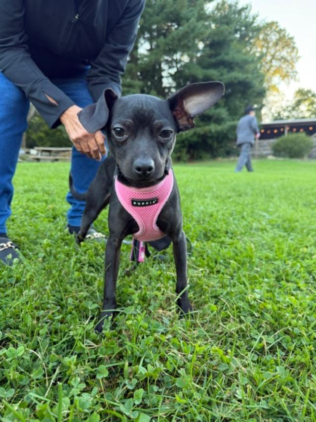 Enlarge Pecan, a Adoptable Chihuahua in Wadsworth, OH image 3/4