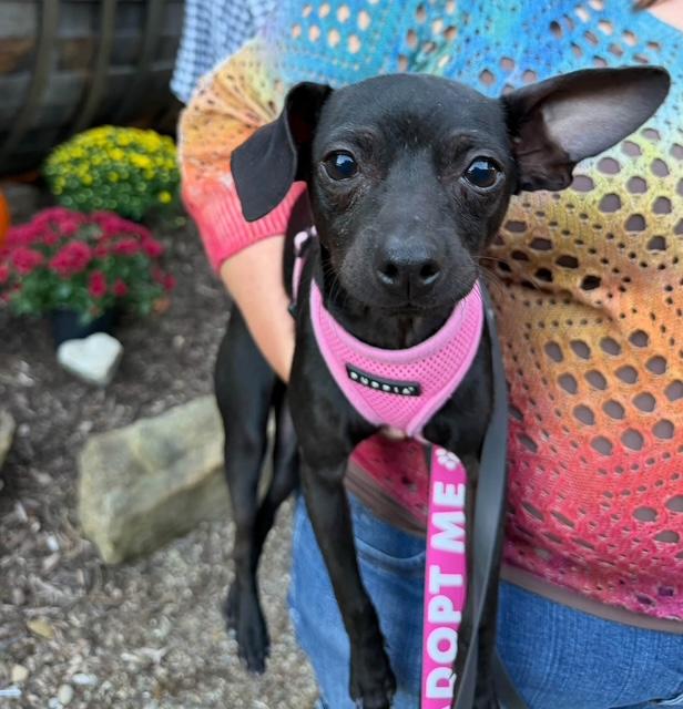 Pecan, Adoptable, Puppy Male Chihuahua.