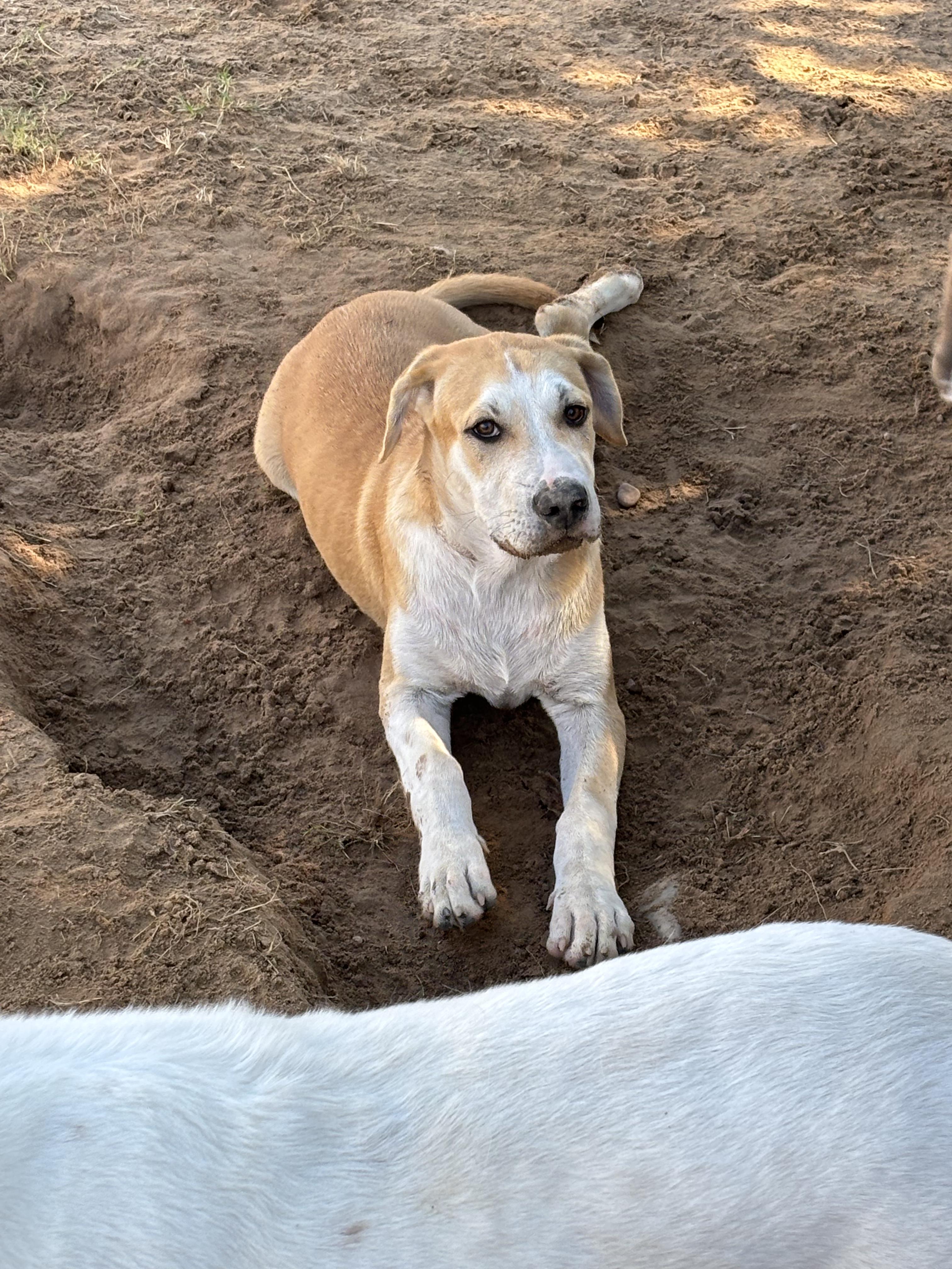 Enlarge China doll, an adopted Mixed Breed in Mexia, TX image 1/1