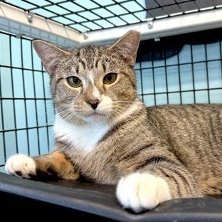GRANDPA, ADOPTABLE, Young Male Domestic Short Hair.