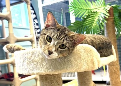 GRANDPA, a ADOPTABLE mixed breed in Fernandina Beach, FL image 4/4
