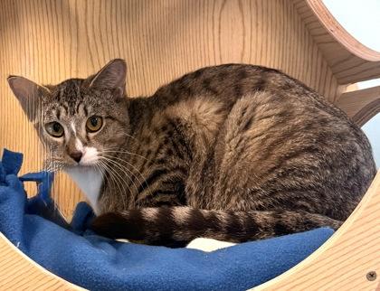 GRANDPA, a ADOPTABLE mixed breed in Fernandina Beach, FL image 2/4