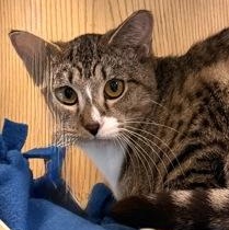 GRANDPA, a ADOPTABLE mixed breed in Fernandina Beach, FL image 3/4