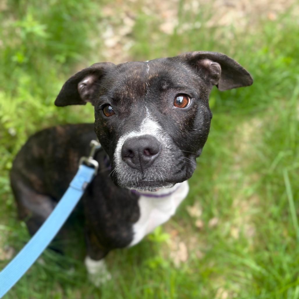 Spicket, Adoptable, Young Female Mixed Breed.