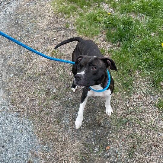 Spicket, a Adoptable Mixed Breed in Enfield, NH image 2/2