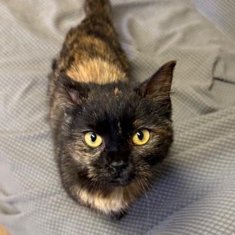 Ashwaganda, adopted, Young Female Domestic Short Hair.