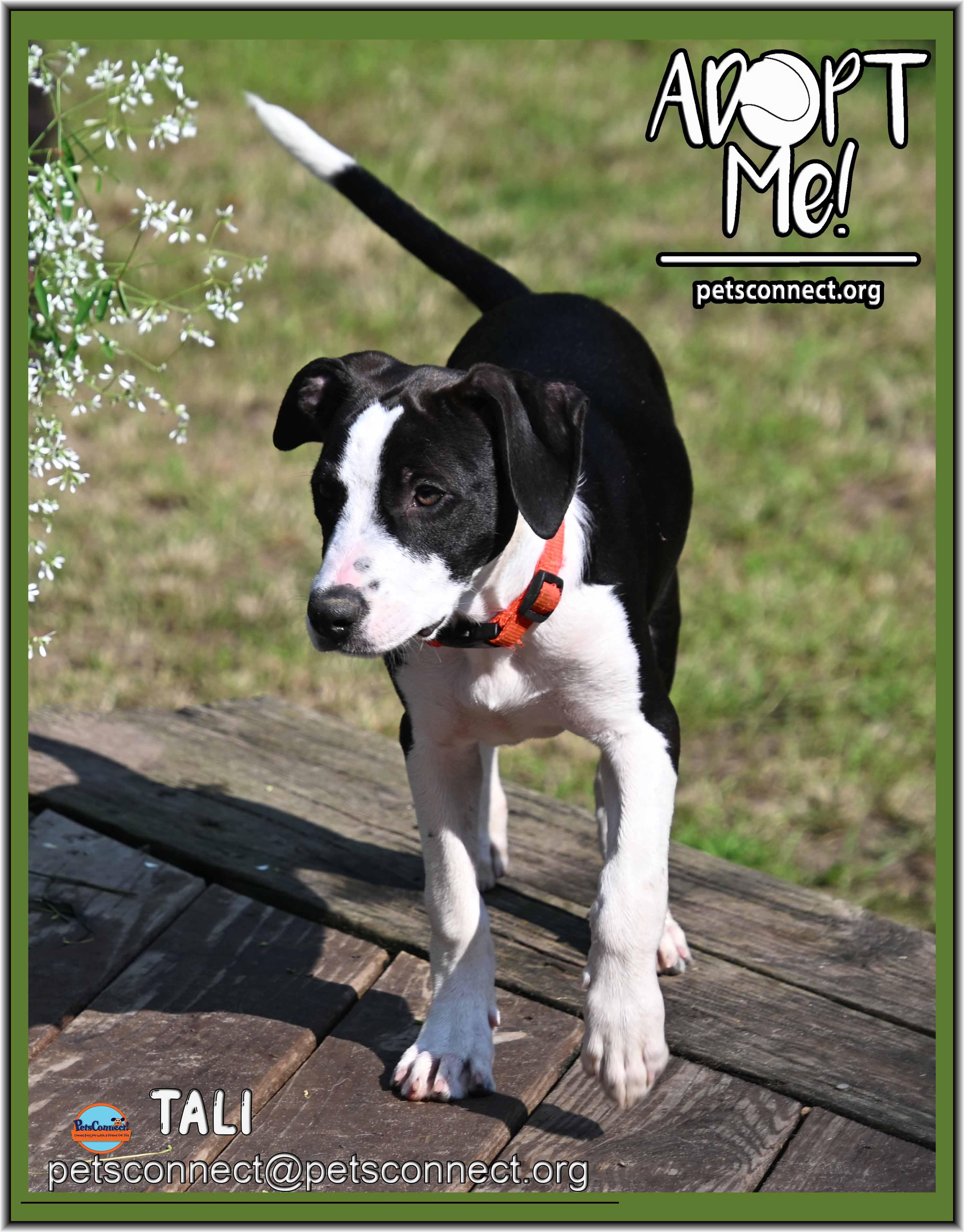 Enlarge Tali, a ADOPTABLE mixed breed in South Bend, IN image 2/5