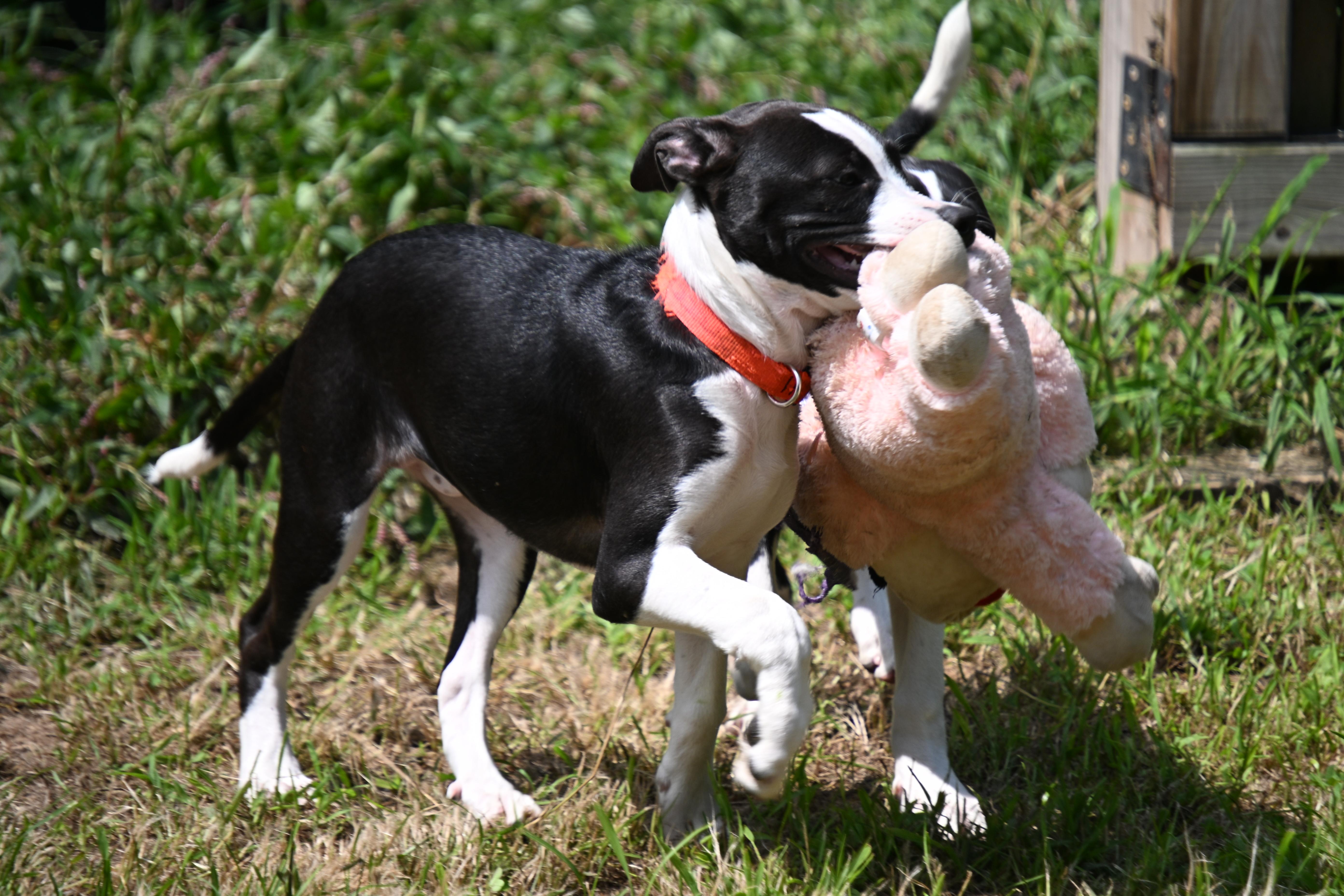 Enlarge Tali, a ADOPTABLE mixed breed in South Bend, IN image 5/5