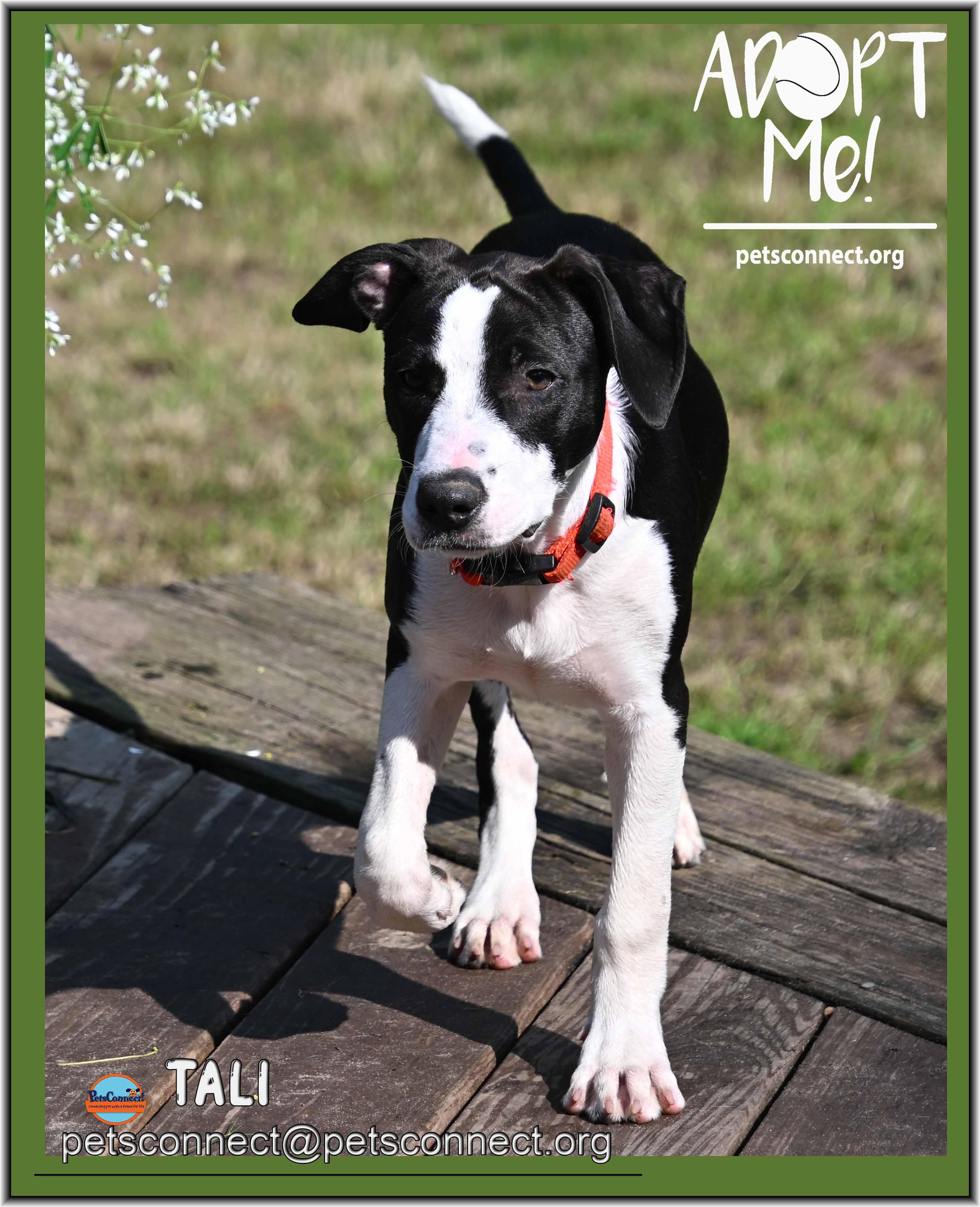 Tali, ADOPTABLE, Young Female Black Labrador Retriever & Hound.